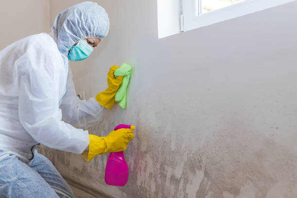 Mold Removal for HVAC Installations in Racine, WI